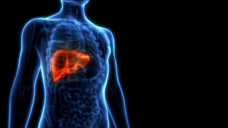 Gordura no fígado: saiba como evitar a doença que atinge 30% da população brasileira