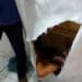 Polícia pega fugitivo escondido dentro de cama box