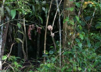 Crânio é encontrado pendurado em mangueira perto de motel