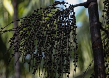 Governo do Pará isenta de cobrança emissão da Guia de Trânsito Vegetal Açaí