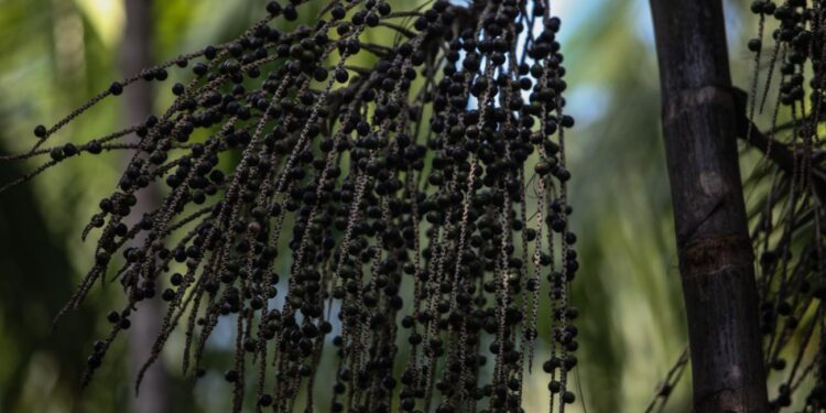 Governo do Pará isenta de cobrança emissão da Guia de Trânsito Vegetal Açaí