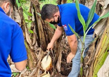 Adepará abre Processo Seletivo Simplificado com 65 vagas