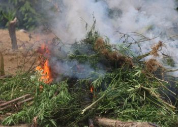 Operação da Polícia Federal destrói plantações com até uma tonelada de maconha no Pará