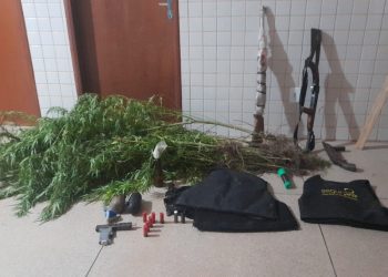 PM apreende plantação de maconha e armas em Concórdia do Pará