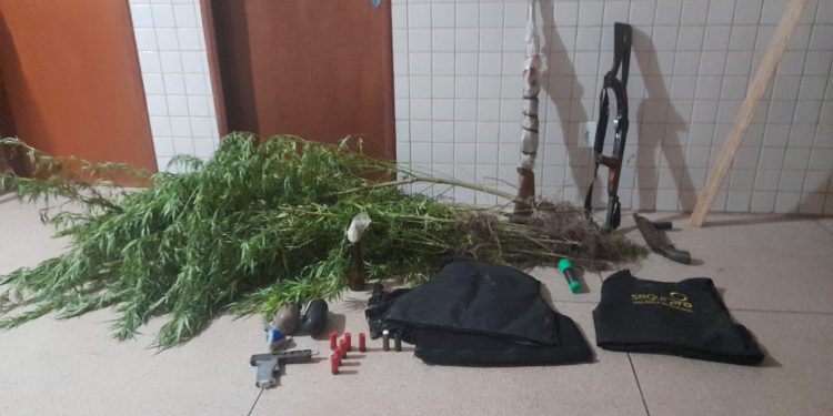 PM apreende plantação de maconha e armas em Concórdia do Pará