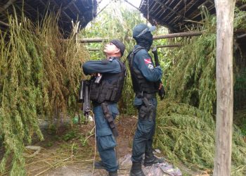 Polícia Militar flagra plantação de maconha em Terra Alta