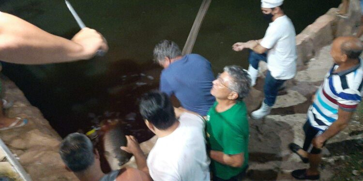 Polícia Civil investiga condomínio de luxo onde moradores mataram pirarucu a pauladas no Pará