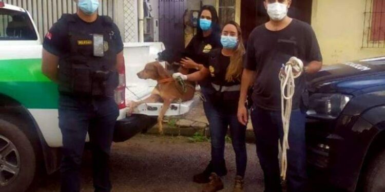 Homem que se passava por médico veterinário é alvo de busca e apreensão por falsidade ideológica
