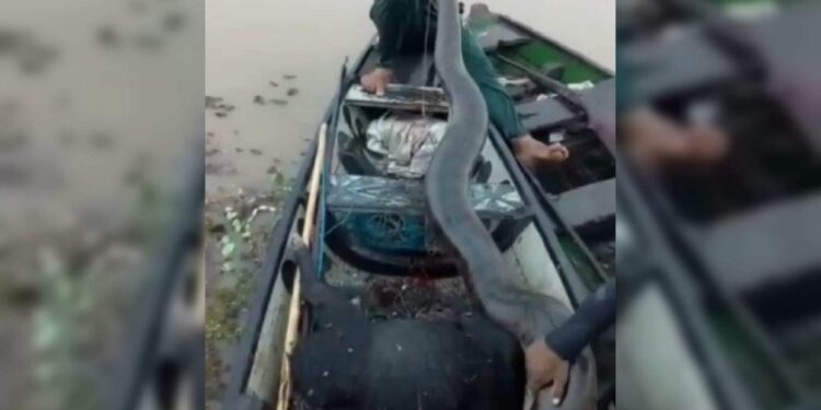 Pescadores matam sucuri a tiros em Cachoeira do Arari