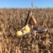 BID abre linha de crédito de US$ 1,2 bi para agropecuária no Brasil