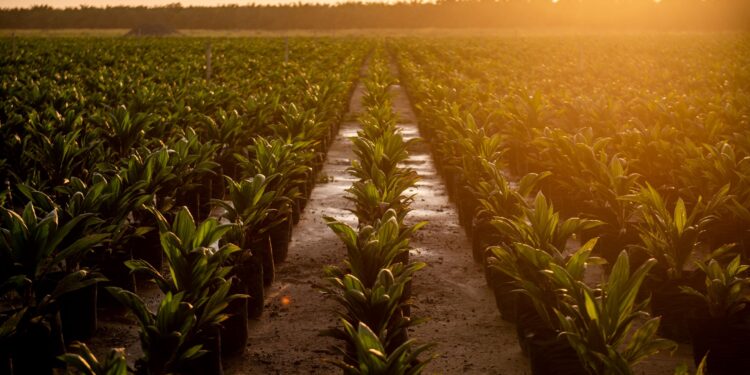 Agropalma e TIM Brasil anunciam parceria inédita de conectividade 4G