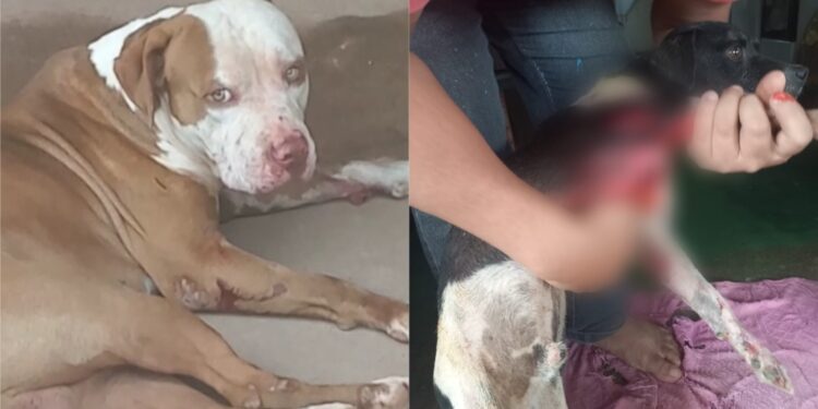 Vídeo: Pittbul ataca cachorro em via pública em Brasil Novo, no PA