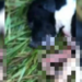 Homem mata cachorro da vizinha a facadas por causa de pedaço de carne