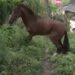 Animal é resgatado por militares do corpo de bombeiros, em Itaituba