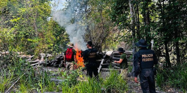 Operação desmonta exploração ilegal de madeira em terra indígena