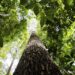 Fundo Amazônia recebe as primeiras doações dos EUA e da Suíça