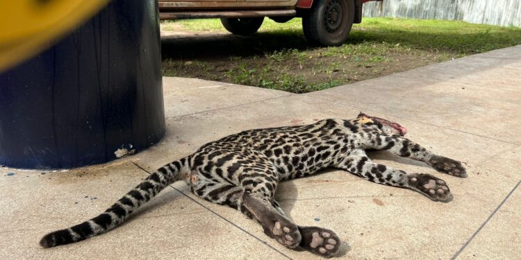 Confudido com onça, gato-maracajá é atropelado na rodovia em Tailândia