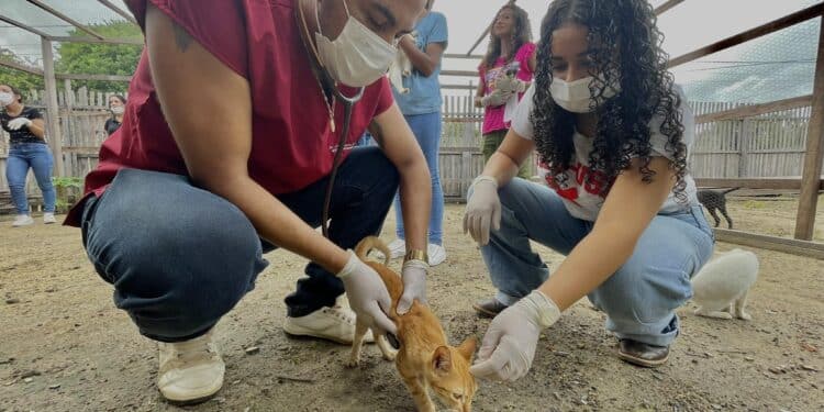 Tailândia: Centro Veterinário Vida de Bicho realiza ação solidária na APAT