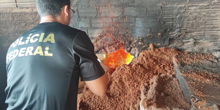 PF incinera 150 kg de maconha em Altamira, no PA