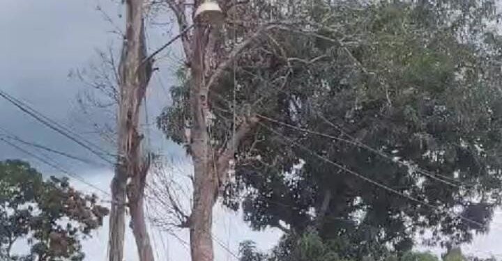 Galho de árvore cai sobre rede elétrica e causa o rompimento em Rurópolis, no PA