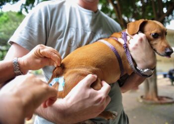 Campanha de vacinação antirrábica de cães e gatos será 19/10 em Tailândia