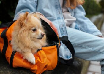 Vai viajar e não sabe o que fazer com seu PET? Saiba se é possível levar animais no ônibus