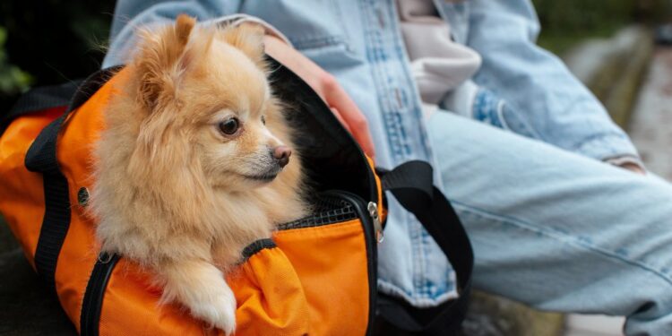 Vai viajar e não sabe o que fazer com seu PET? Saiba se é possível levar animais no ônibus