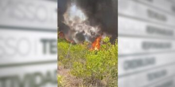 Ao menos 70 animais morrem em incêndio no Oeste do Pará