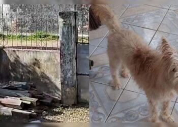 Cachorrinha Neyva desaparece em Outeiro e família pede ajuda