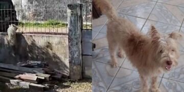 Cachorrinha Neyva desaparece em Outeiro e família pede ajuda