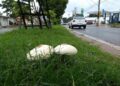 Cogumelo tóxico é encontrado por pesquisadores em áreas urbanas do município de Santarém