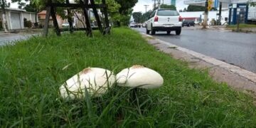 Cogumelo tóxico é encontrado por pesquisadores em áreas urbanas do município de Santarém