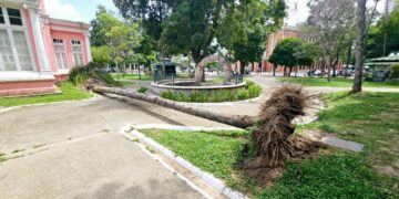 Ventania derruba árvore na Praça da República