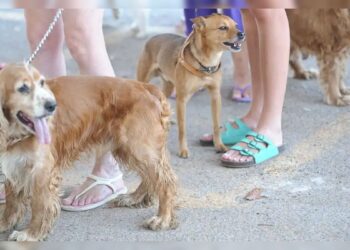 RG dos pets: animais domésticos terão carteira de identidade