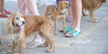 RG dos pets: animais domésticos terão carteira de identidade