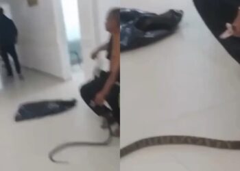 Homem de 58 Anos Leva Cobra Jararaca à UPA em Guarujá