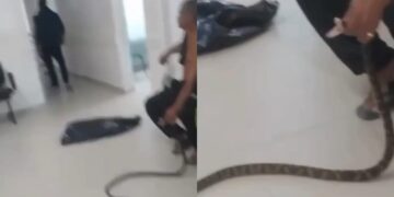 Homem de 58 Anos Leva Cobra Jararaca à UPA em Guarujá