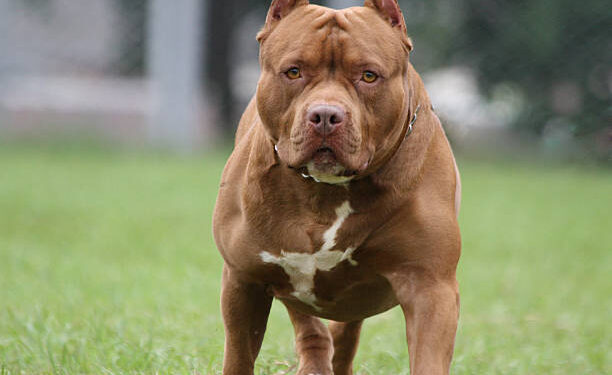 Criança de 2 anos é atacada por pitbull no Pará; vítima está internada