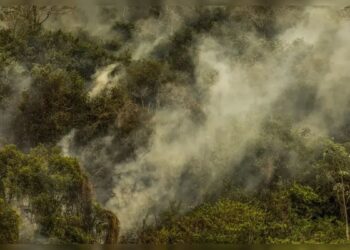 Extinção em massa pode ser "maior e mais rápida", alerta cientista