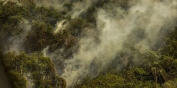 Extinção em massa pode ser "maior e mais rápida", alerta cientista