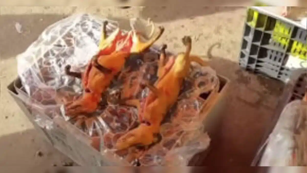 Vídeo: mucura assada em feira de Cametá provoca zoação entre torcedores