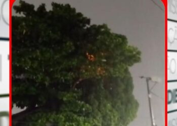 Vídeo: árvore pega fogo após contato com fio elétrico em Belém