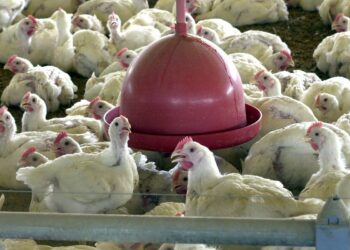 China suspende proibição de compra de carne de frango do Brasil China suspende proibição de compra de carne de frango do Brasil