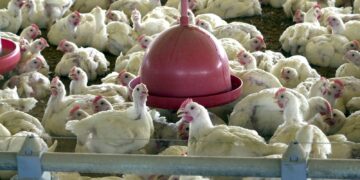 China suspende proibição de compra de carne de frango do Brasil China suspende proibição de compra de carne de frango do Brasil
